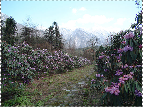 华西亚高山植物园科普基地